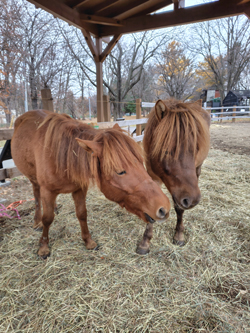 広報おびひろ4月号ズーレターのどさんこの写真