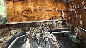 派遣　化石公園