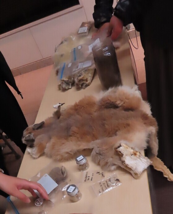 毛皮標本展示の様子
